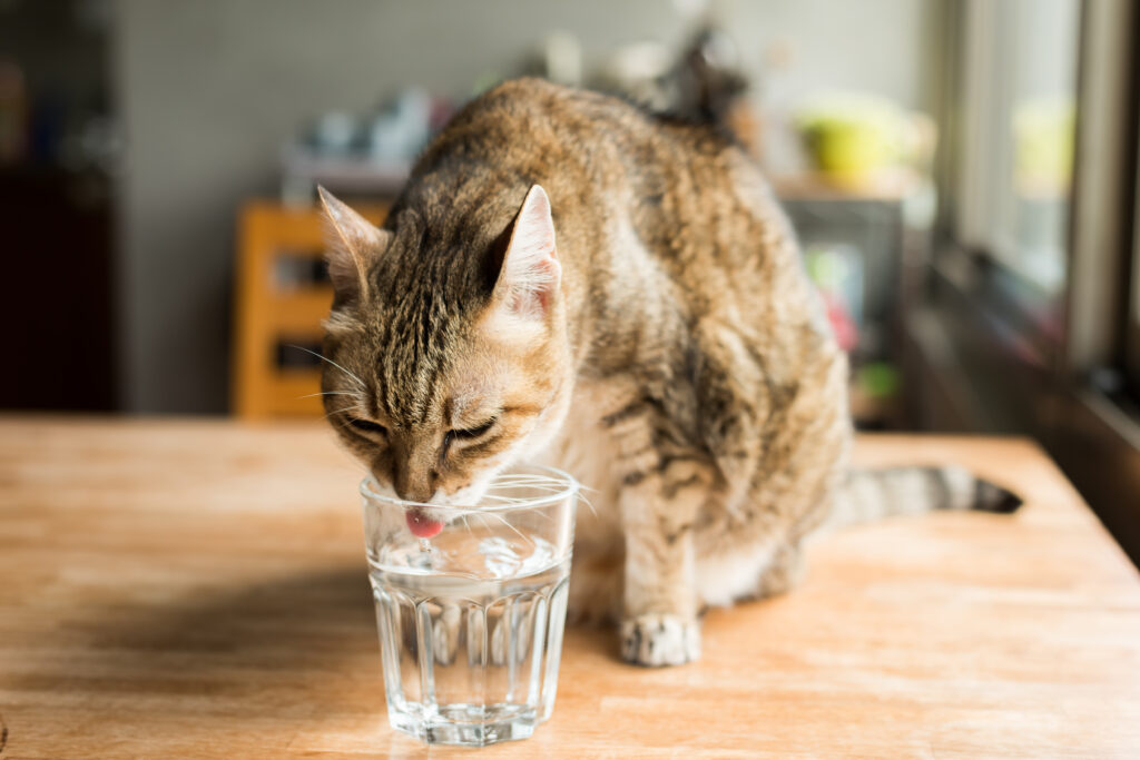 I calcoli di ossalati di calcio nel gatto