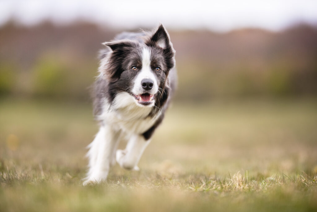 L&#8217;Alimentazione per il cane sportivo o in attività