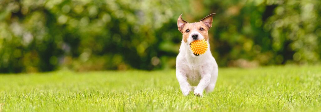 Cane sterilizzato&#8230; gestione alimentare