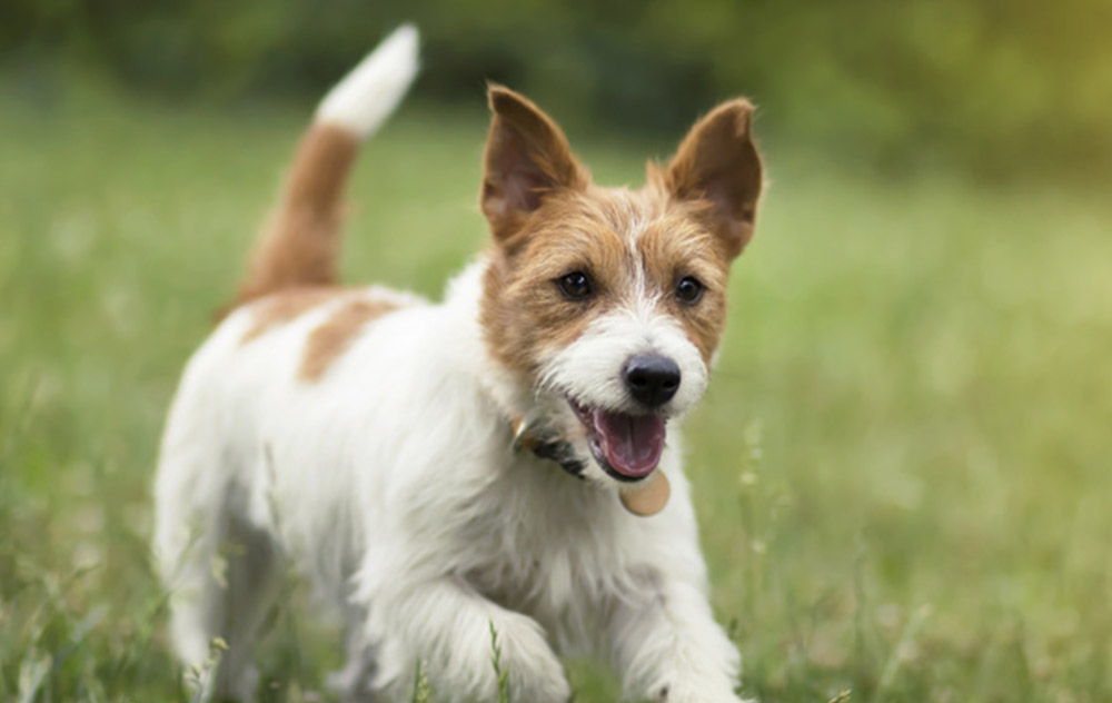 Benessere di lungo periodo: il cane adulto