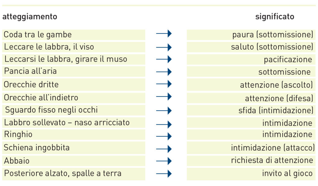 Il cucciolo&#8230; consigli sull&#8217;educazione