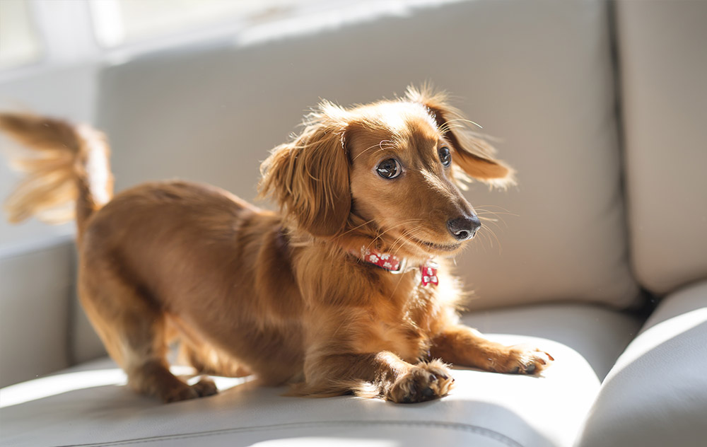 Cane sterilizzato&#8230; gestione alimentare