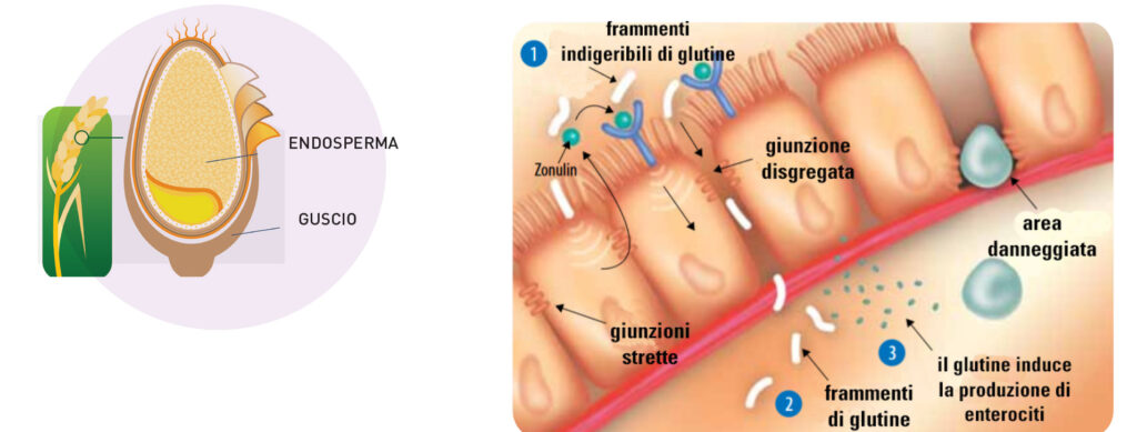 Ritorno alle origini&#8230;di carnivori!