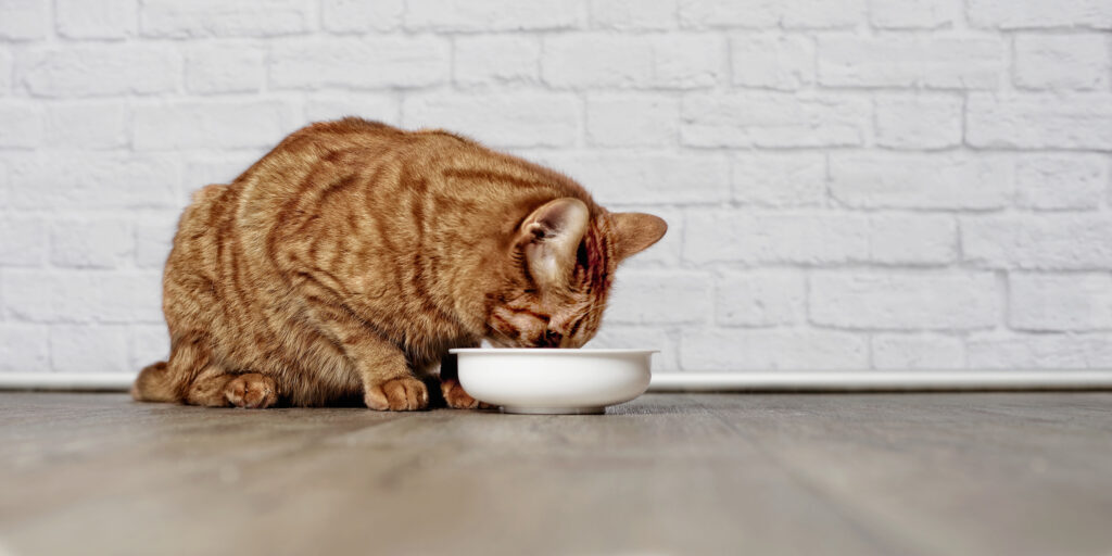 L&#8217;alimentazione multiproteica del gatto adulto