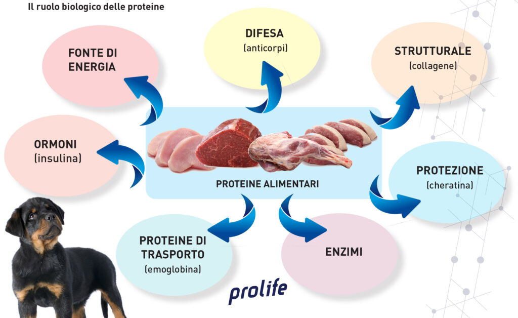 L&#8217;importanza delle proteine
