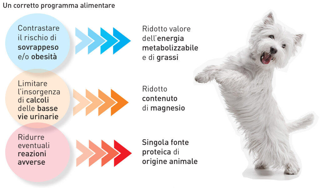 Cane sterilizzato&#8230; gestione alimentare