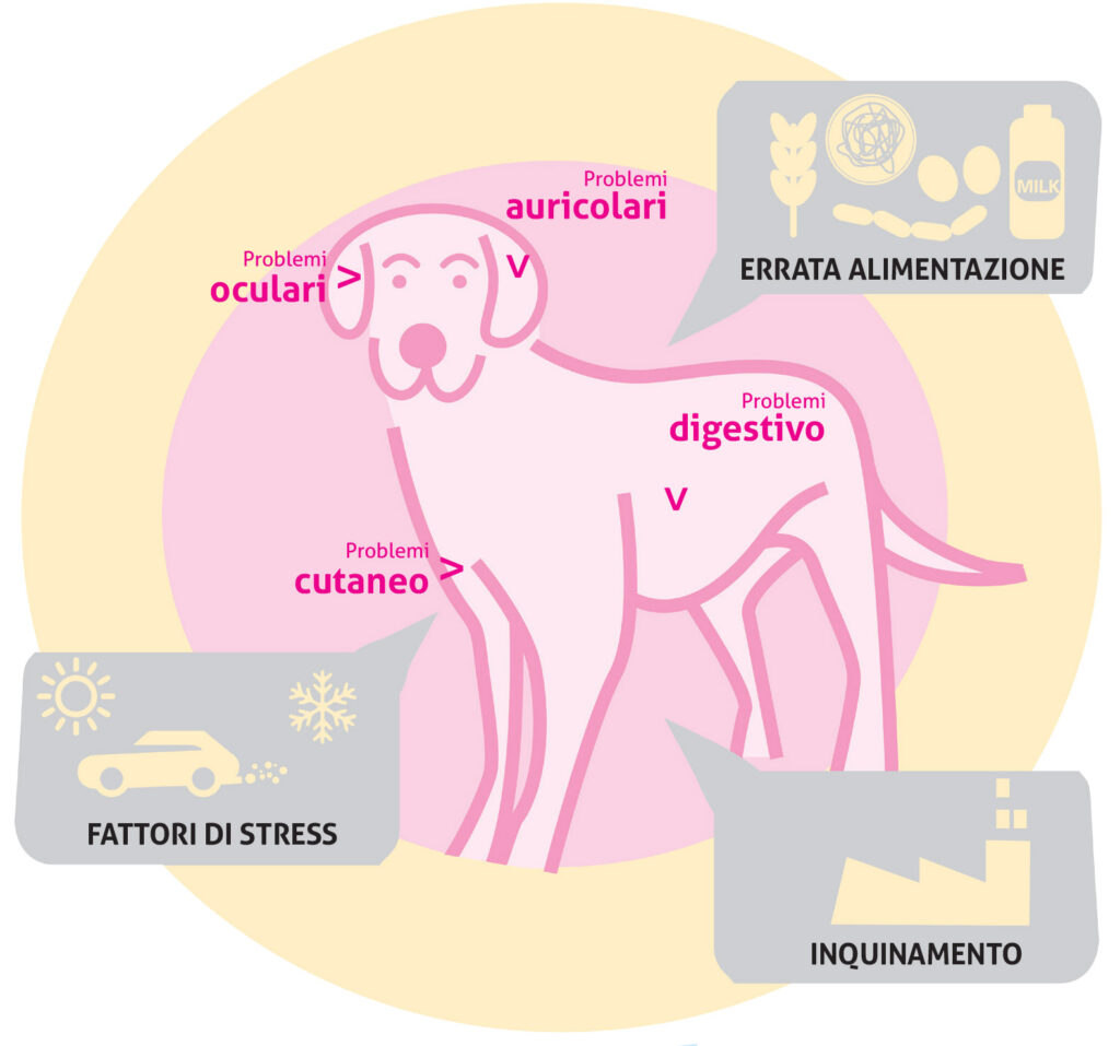 Le minacce al benessere del tuo cane