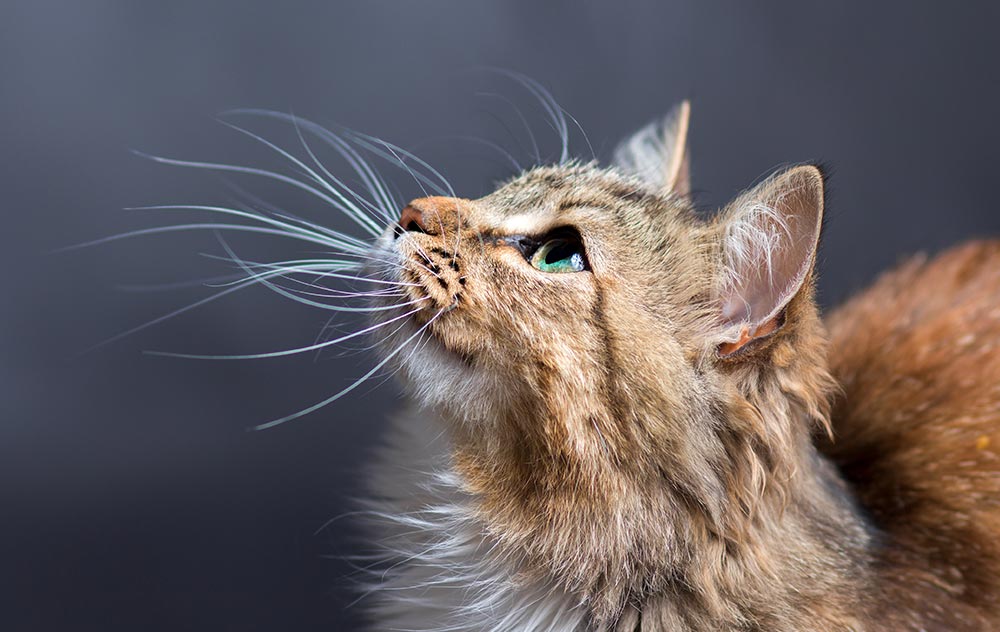 L&#8217;alimentazione per il mantenimento del gatto adulto