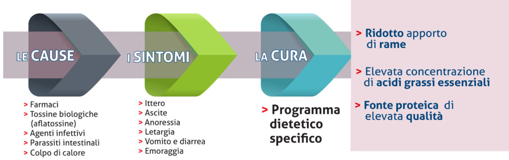 Epatopatie nel cane: riconoscerle per curare