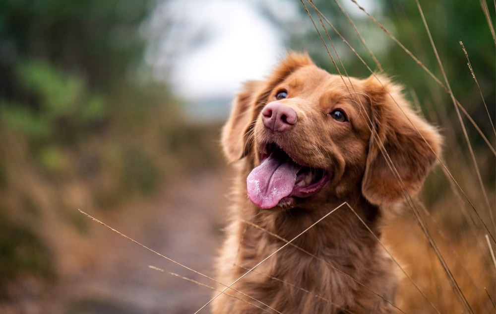 Epatopatie nel cane: riconoscerle per curare