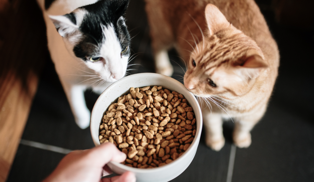 Conoscere il gatto &#8211; adeguare la scelta nutrizionale