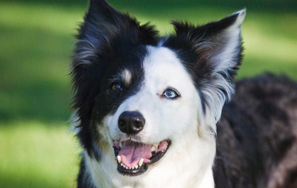 L’alimentazione per il mantenimento del cane adulto