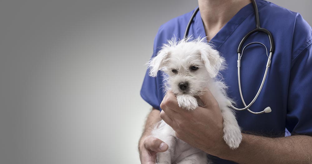 Medico veterinario: L’importanza di un corretto razionamento