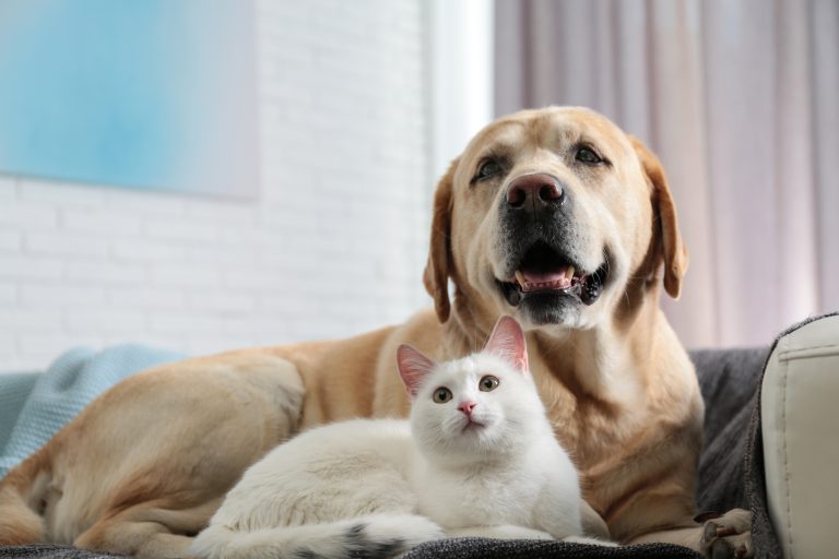 Le RAC: reazioni avverse al cibo nel cane e nel gatto