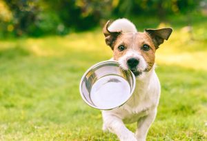 Prolife for life: Cani attivi, l’alimentazione su misura