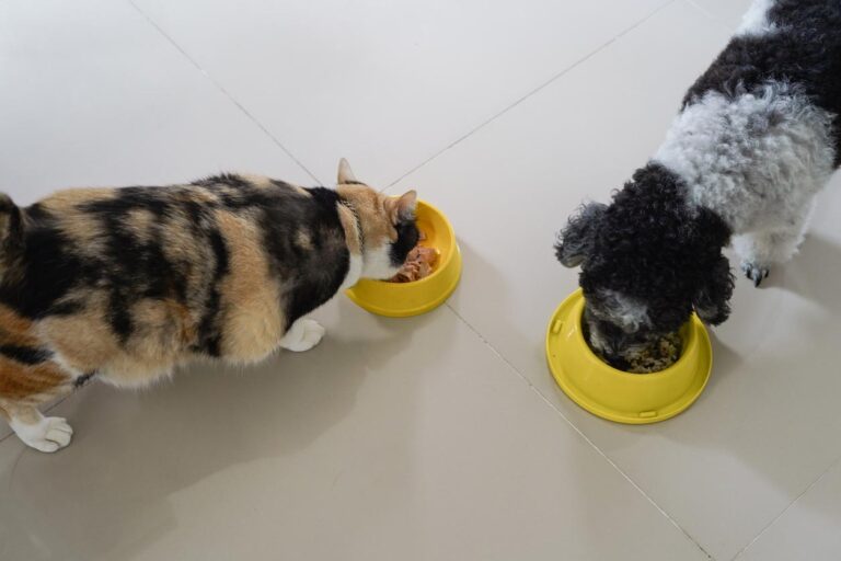 Le RAC: reazioni avverse al cibo nel cane e nel gatto