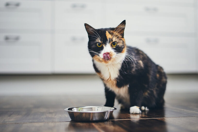 L&#8217;alimentazione multiproteica del gatto adulto