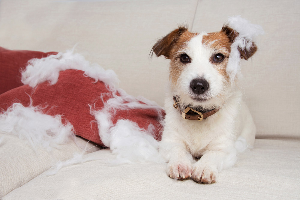 Perché il mio cane distrugge le cose?